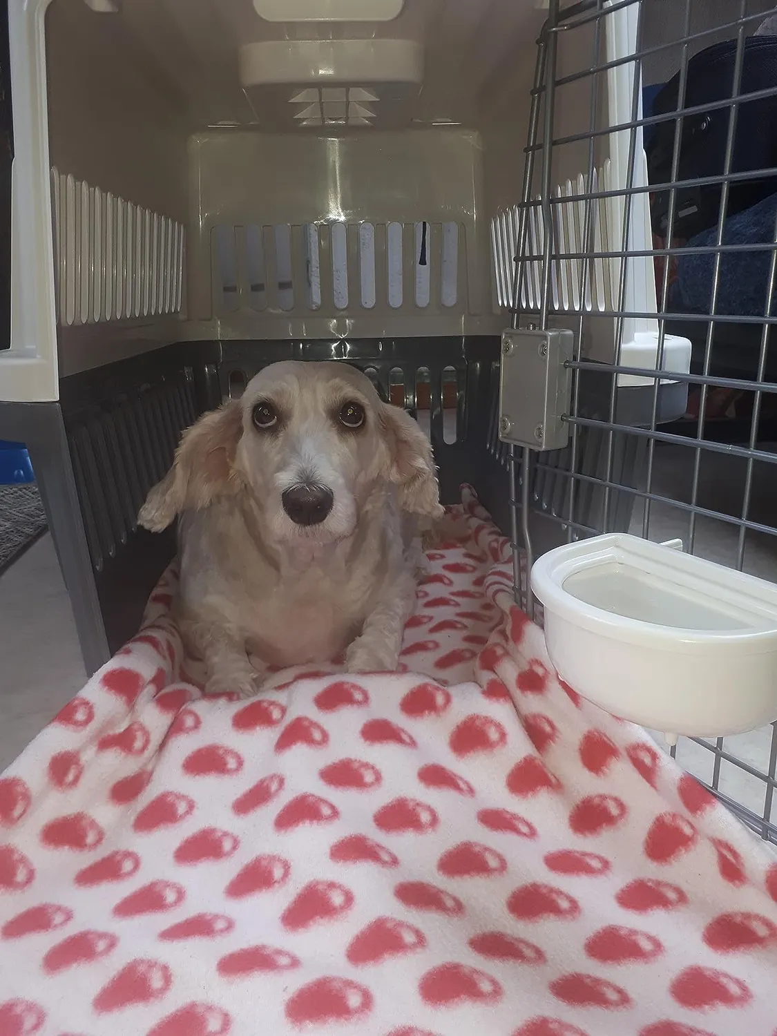 Iris Ohyama ATC-670 Transportbox Hund Katze grau 2-Türen