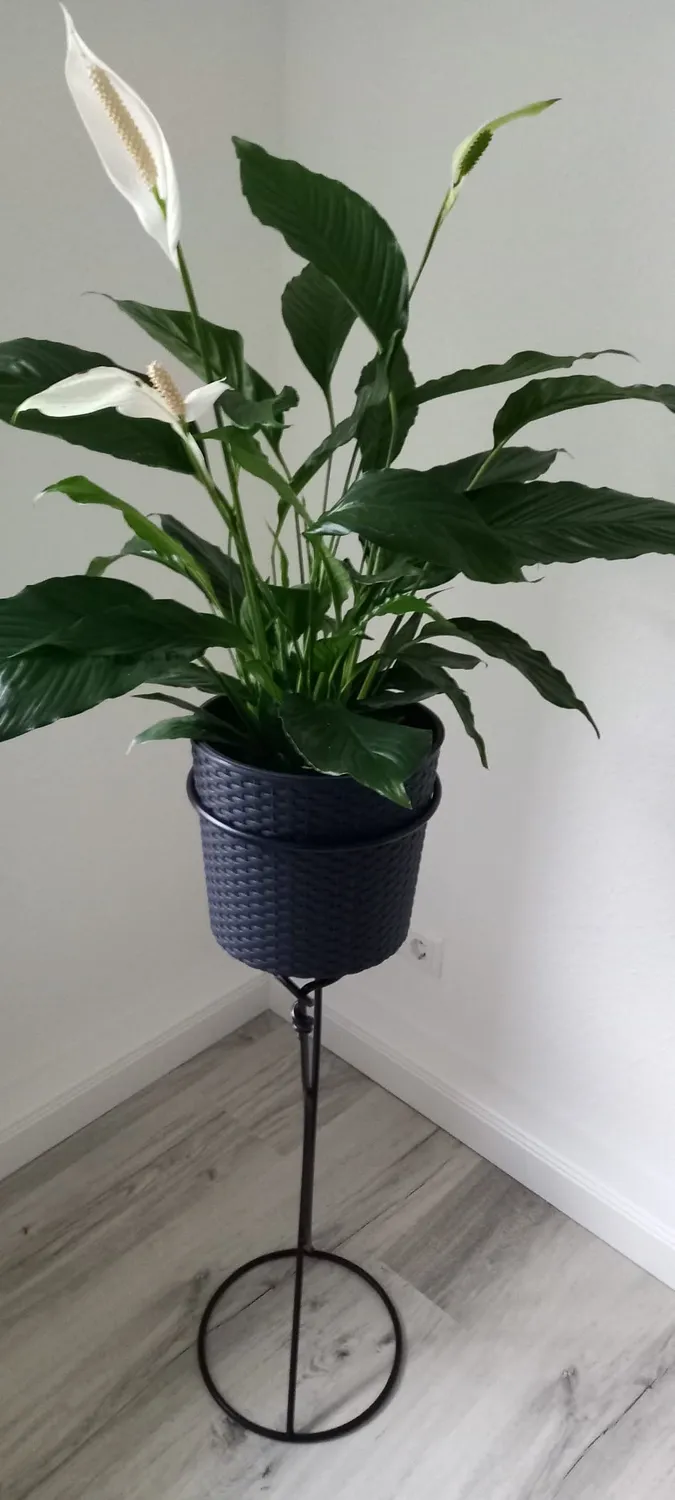 astor24 Blumentopf Rattan-Optik 20 cm schwarz mit Einsatz