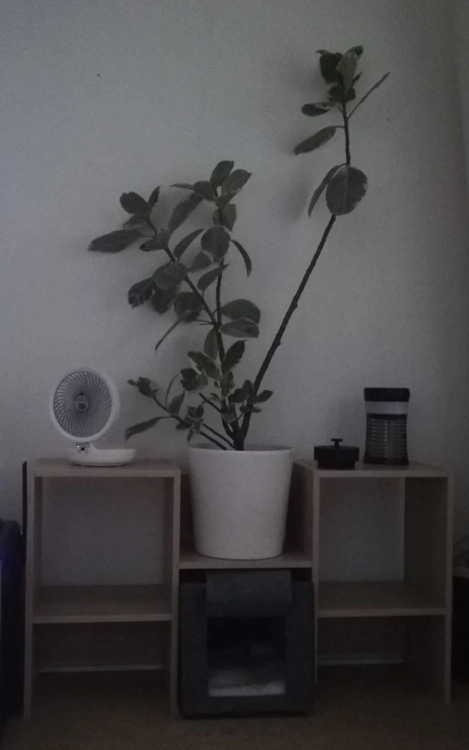 Iris Ohyama Display Shelf SRK-W3 Regal Hellbraun 3 Fächer S-Form
