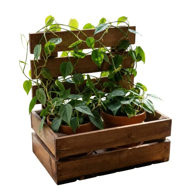GoodFreshDecor Holzkiste Rankhilfe 30x20x30 Kiefer braun Blumenkasten