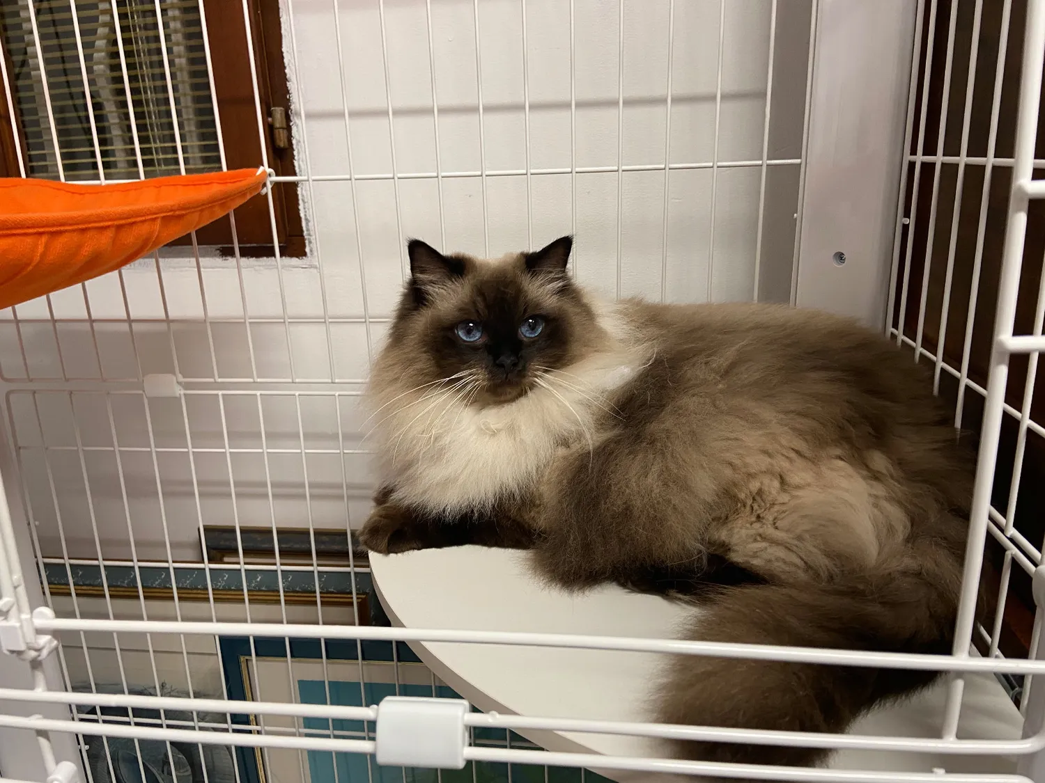 Iris Ohyama CSC1-3 Katzenkäfig 3-stufig Weiß Hängematte