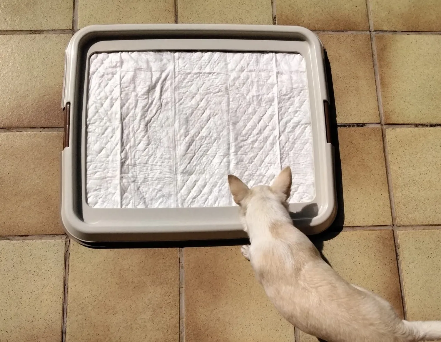 Iris Ohyama FT-650 Hundetoilette Beige Tablett 55x65cm Matte-Halter